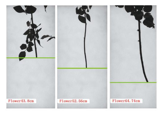 Máquina Clasificadora de Rosas Focusight Rose y Máquina Empaquetadora de Rosas