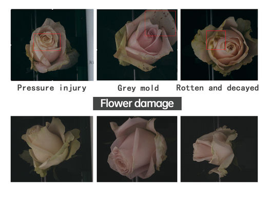 Máquina Clasificadora de Rosas Focusight Rose y Máquina Empaquetadora de Rosas