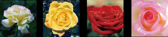 Máquina Clasificadora de Rosas Focusight Rose y Máquina Empaquetadora de Rosas