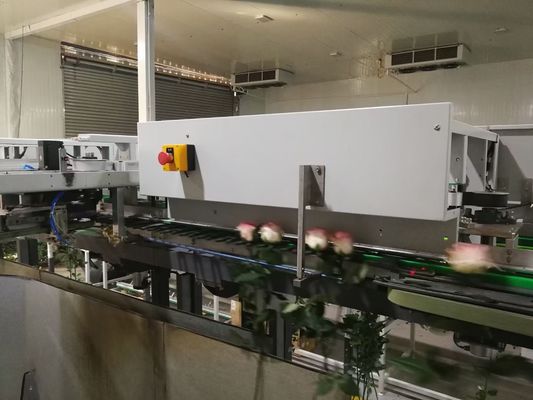Máquina exacta de la inspección de Focusight de la flor fresca